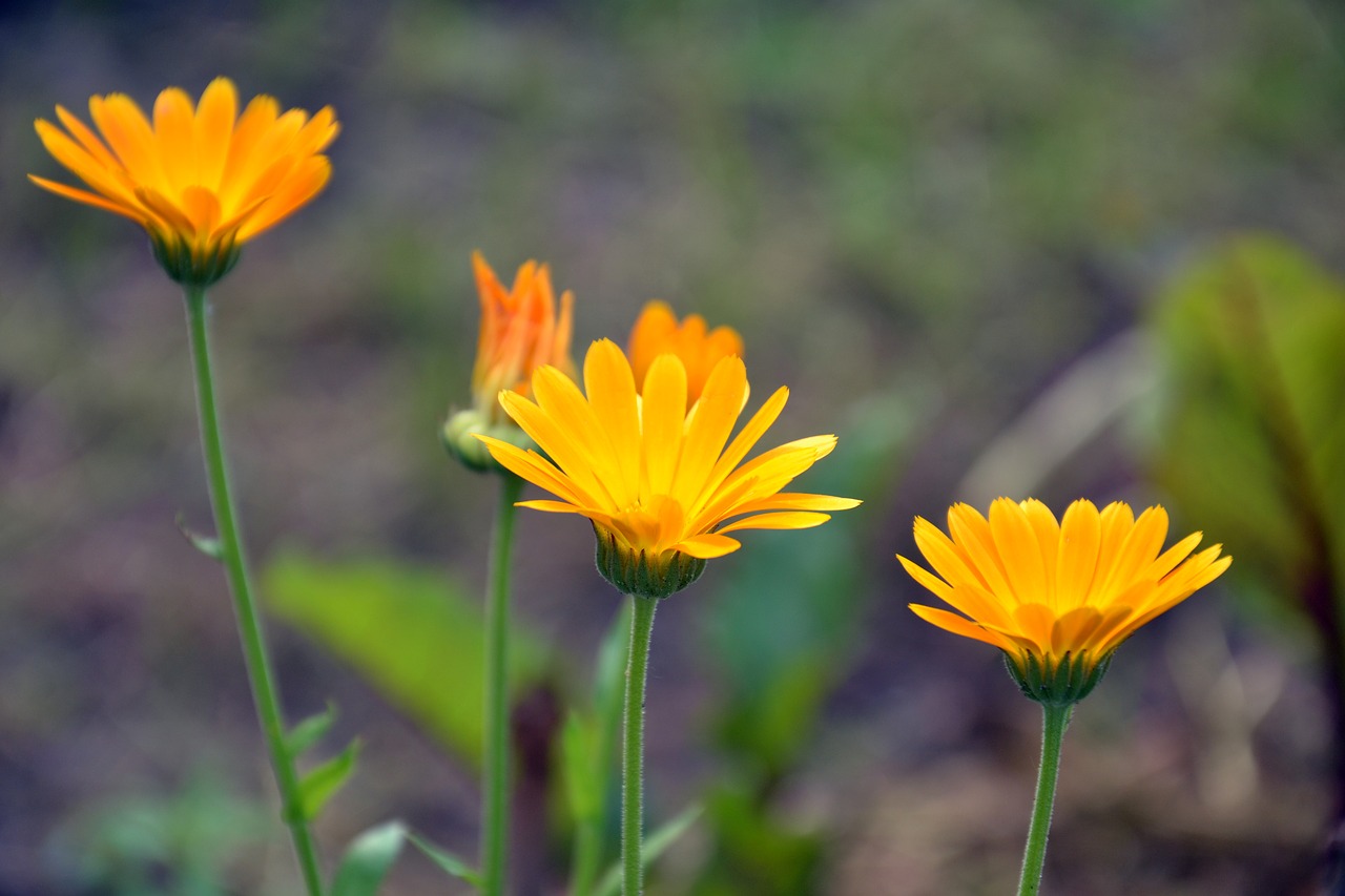 calendula calendula officinalis flower free photo