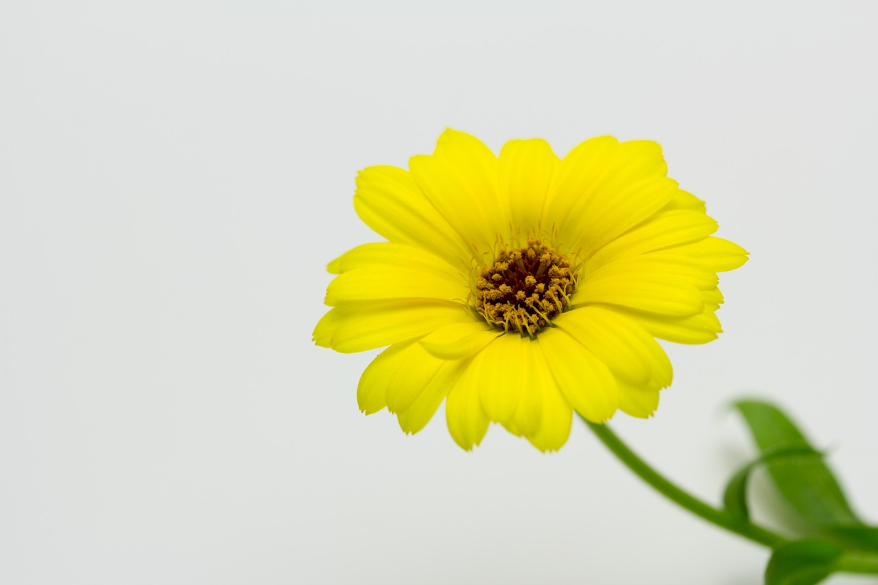 calendula flower yellow free photo