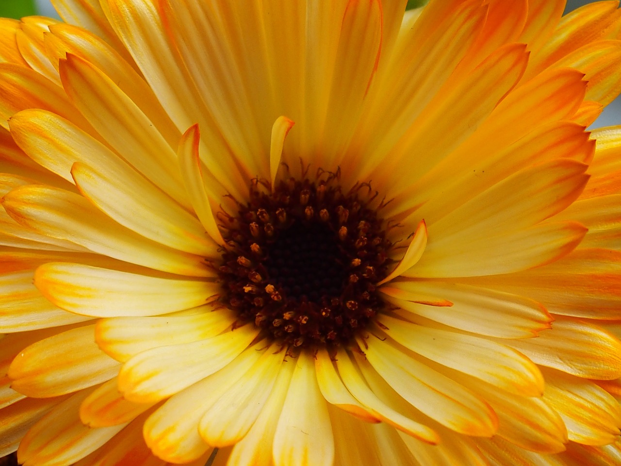 calendula yellow flower summer flower free photo