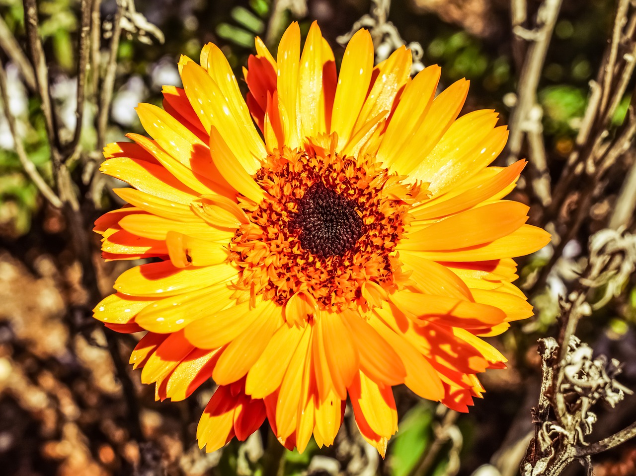 calendula marigold flower free photo