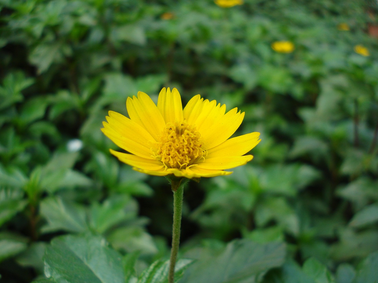 calendula flower nature free photo