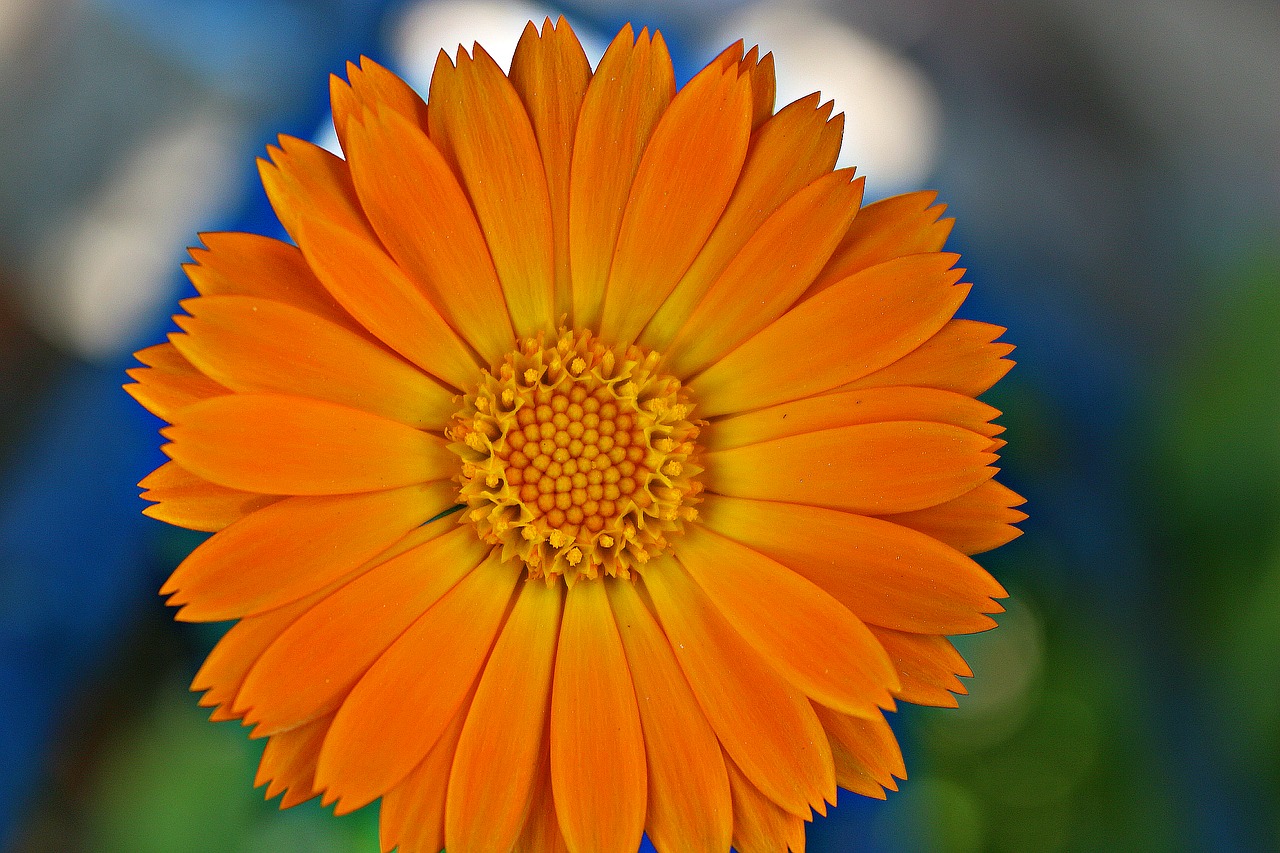 calendula blossom flower free photo