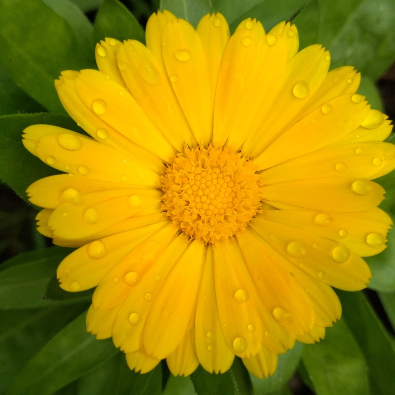 calendula after the rain a yellow flower free photo