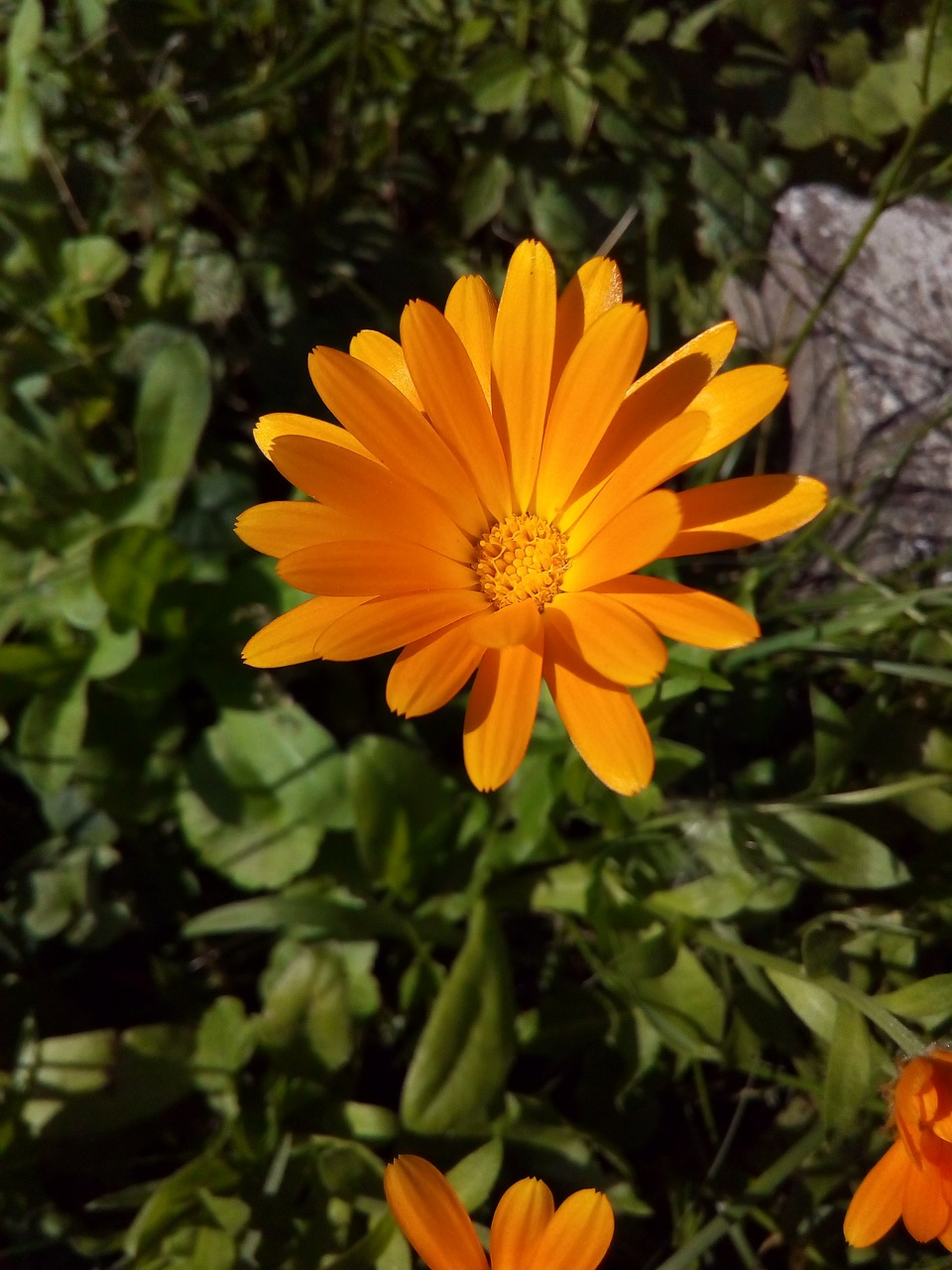 calendula marigold medicinal plants free photo