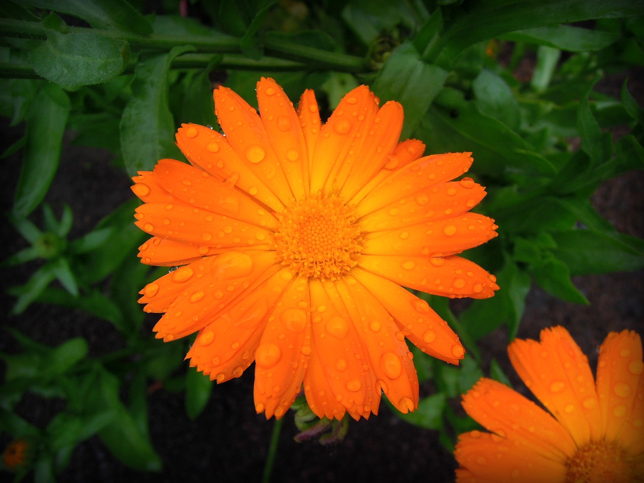 calendula marigold yellow flowers free photo