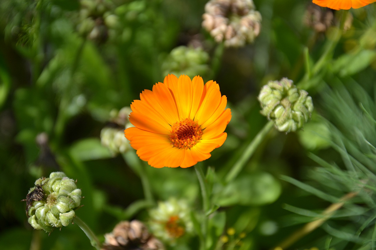 calendula flowers plant free photo