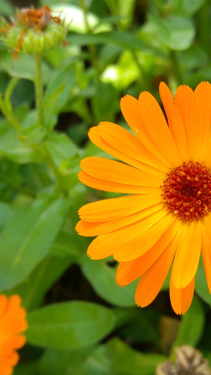 calendula  medicinal herb  organic free photo