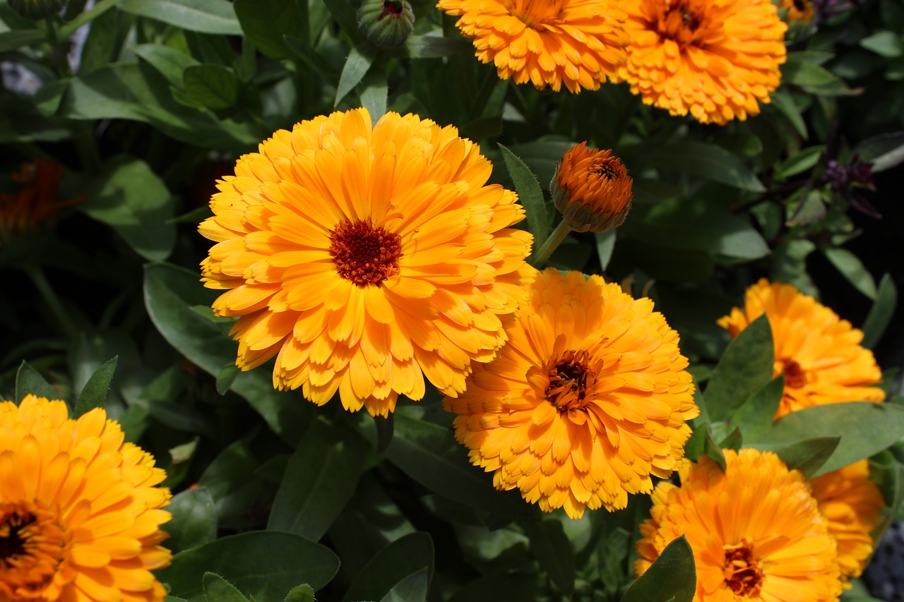 calendula  marigold  flower free photo
