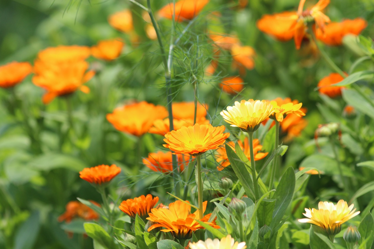 calendula  flowers  marigold free photo