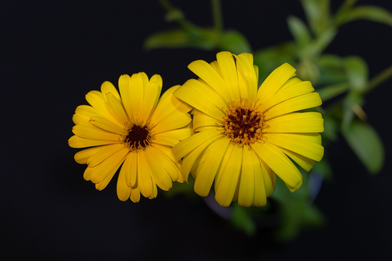 calendula  yellow  flower free photo