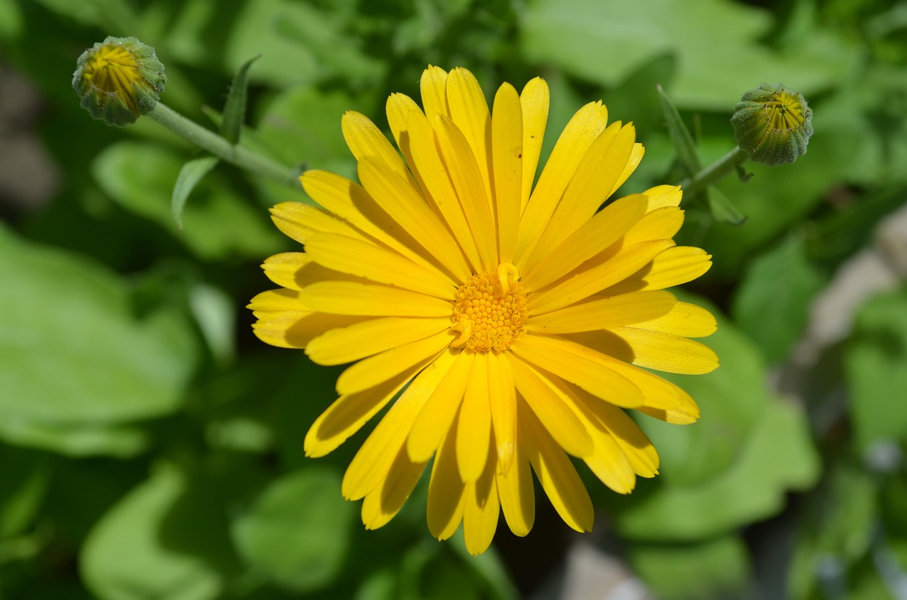 calendula  flower  orange free photo