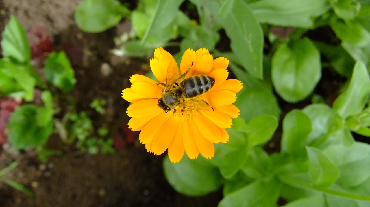 calendula  nature  flowers free photo