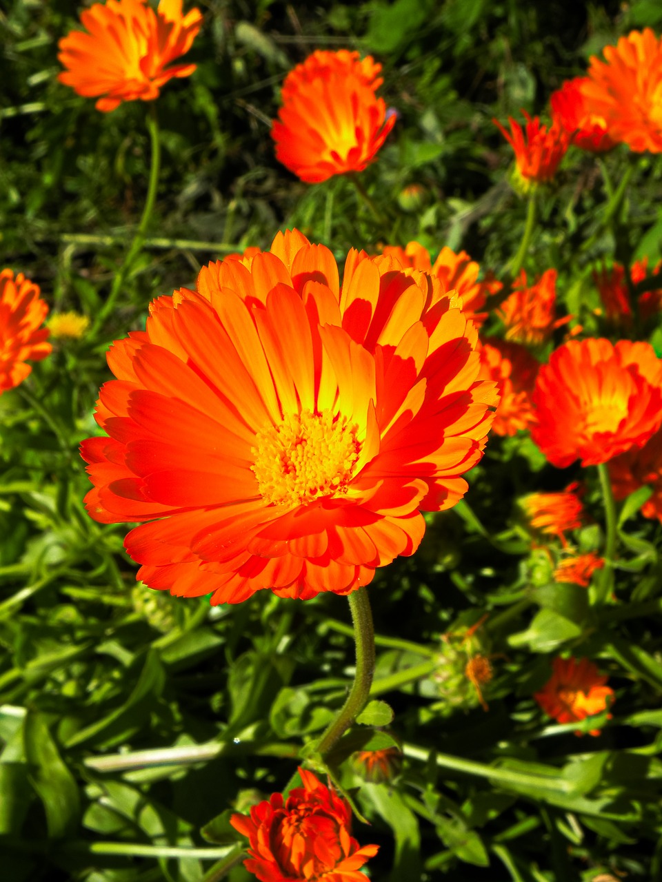 calendula  flower  plant free photo