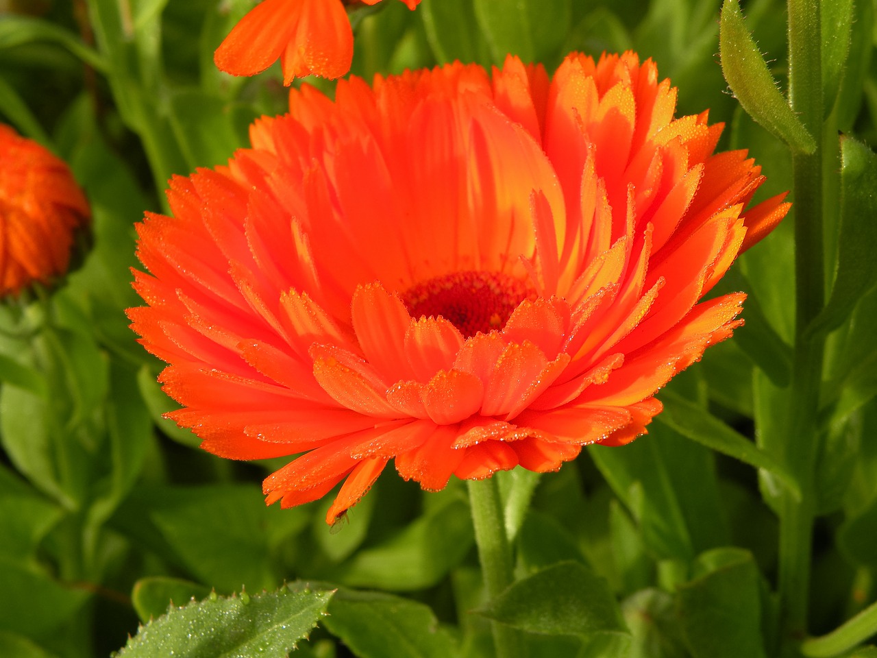 calendula  plant  flower free photo