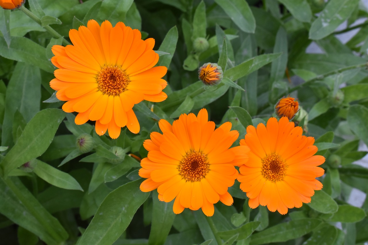 calendula  marigold  flower free photo