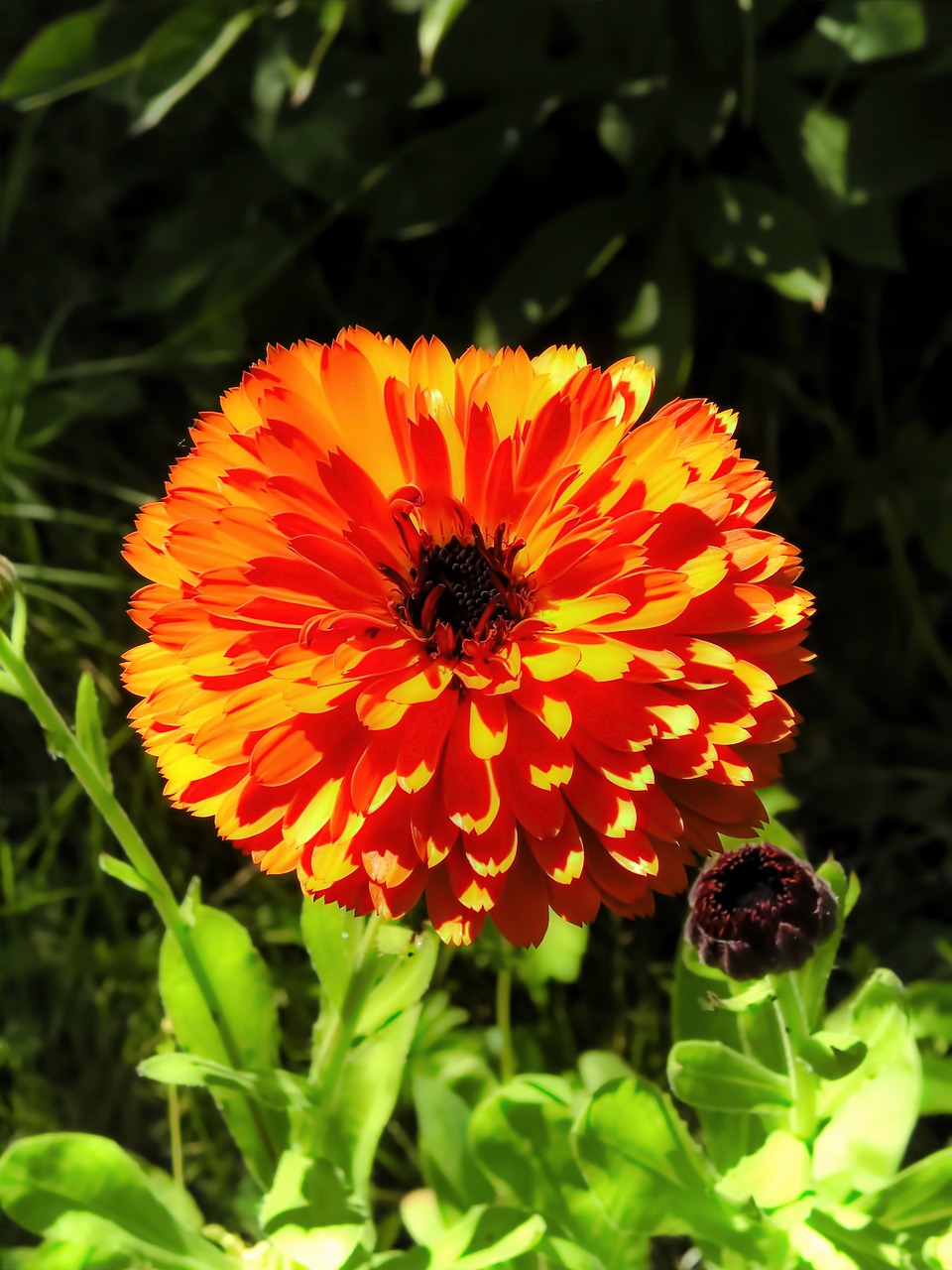 calendula  flower  nature free photo