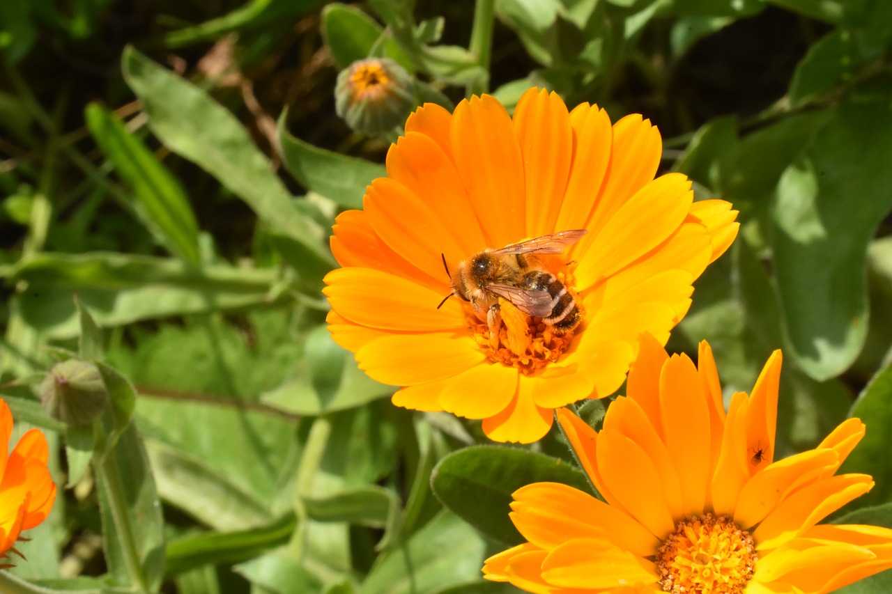 calendula  marigold  flower free photo