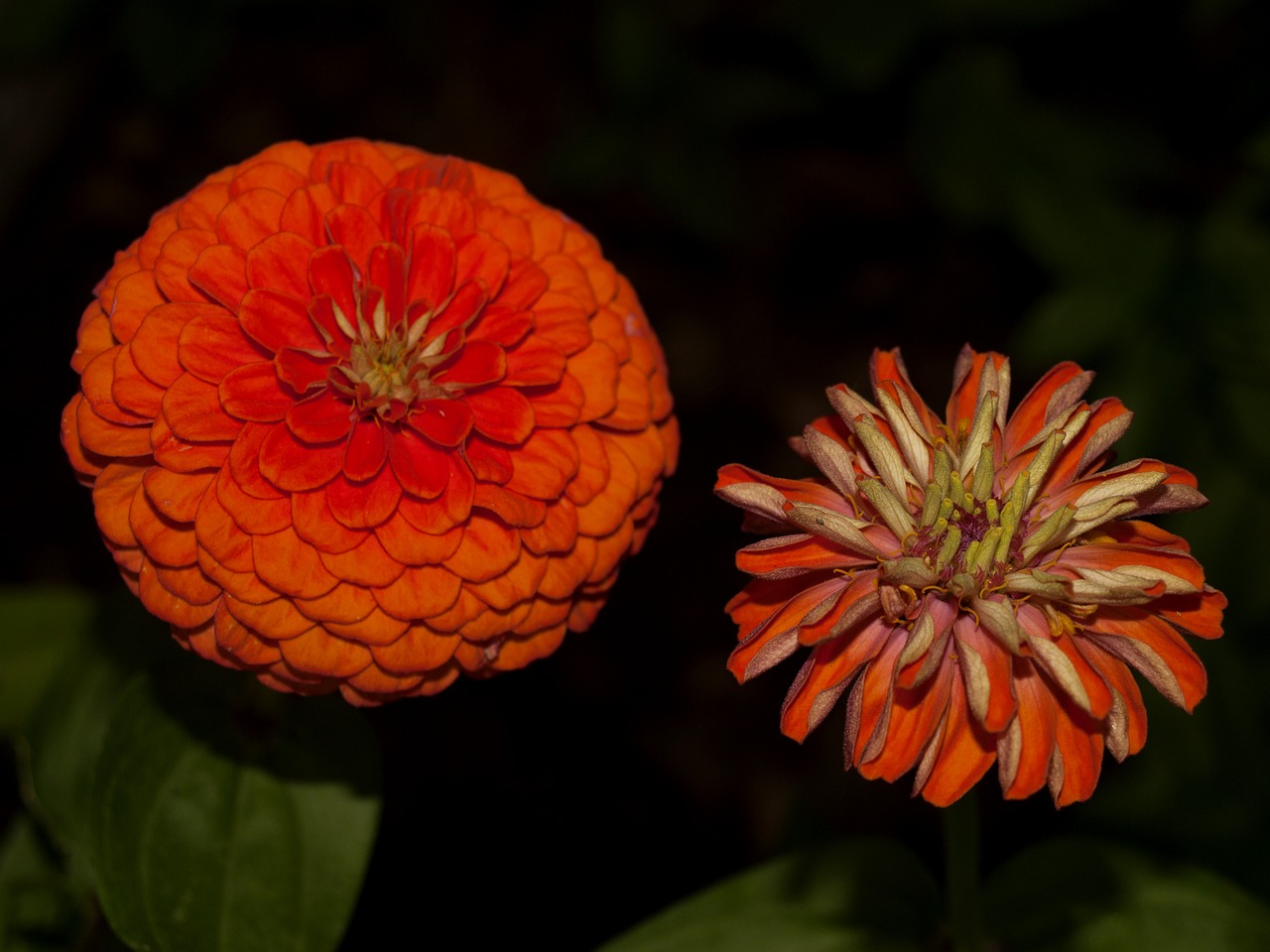 calendula  flower  flowers free photo