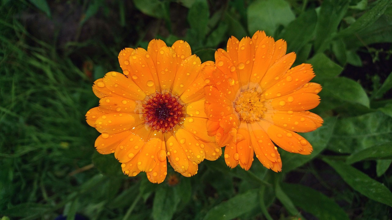 calendula  flower  marigold free photo