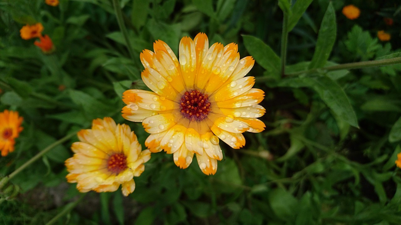 calendula  marigold  flowers free photo