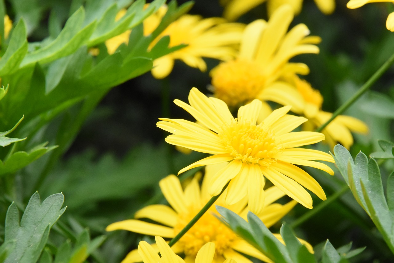 calendula  flower  chrysanthemum free photo