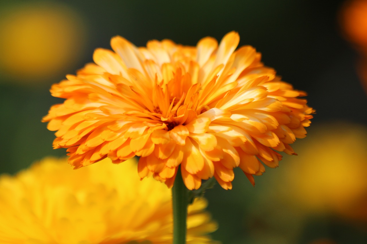 calendula  flower  summer free photo