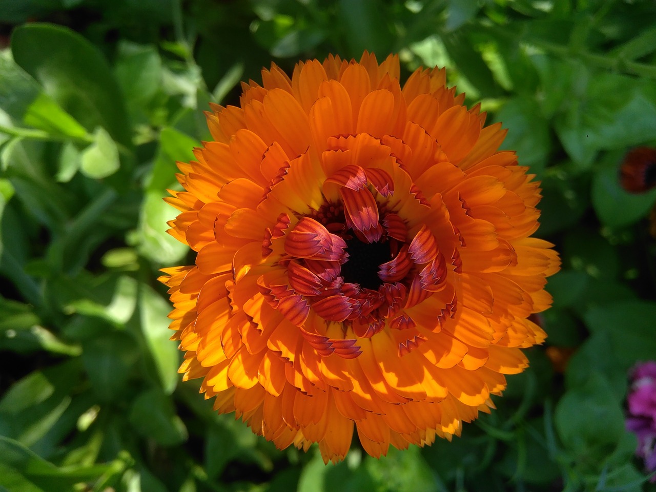 calendula  flower  nature free photo