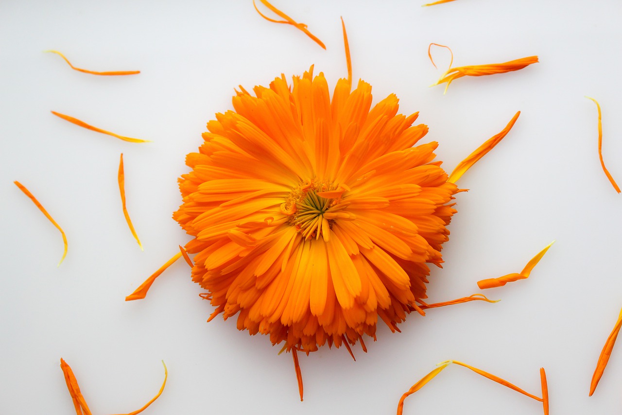 calendula  orange  flower free photo