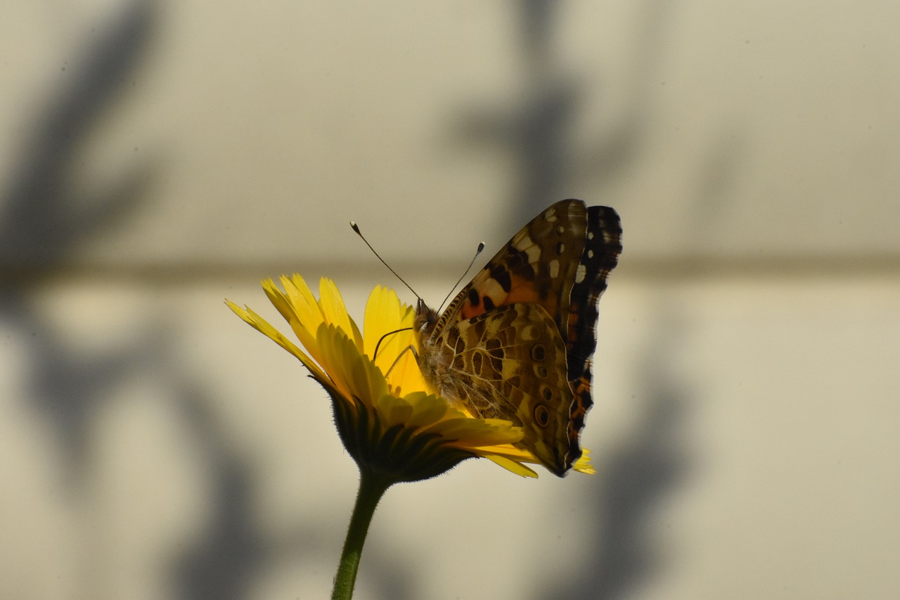 calendula  butterfly  bloom free photo