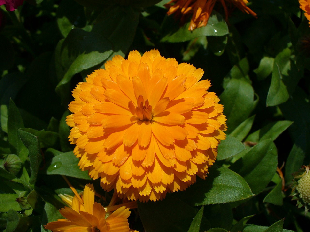 calendula marigold calendula officinalis free photo