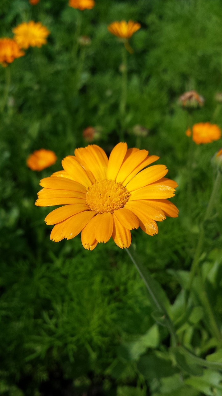 calendula flowers orange flower free photo