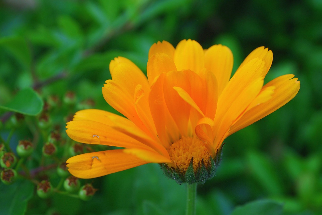 calendula flower orange free photo