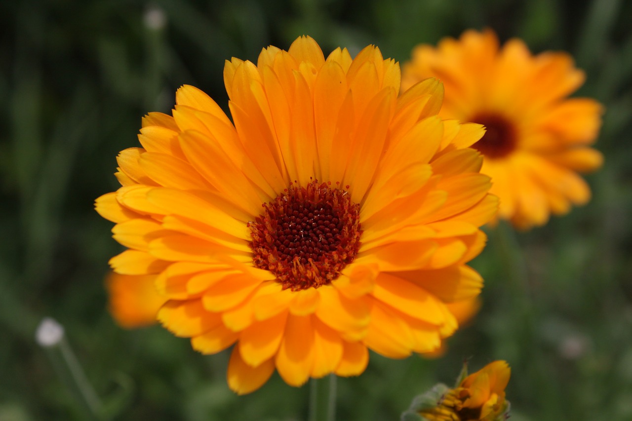 calendula close-up flowers free photo