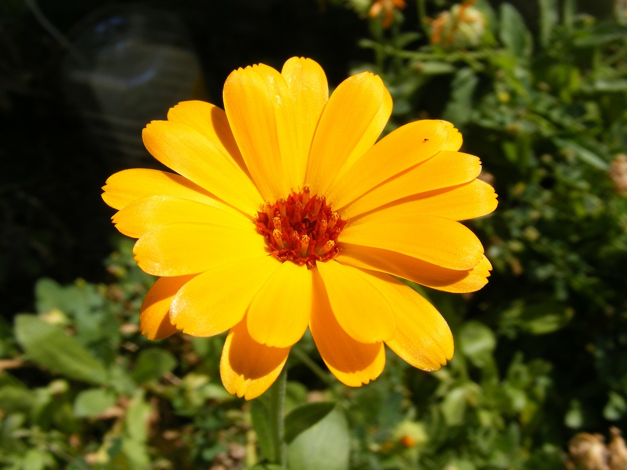 calendula cosmetic culinary free photo