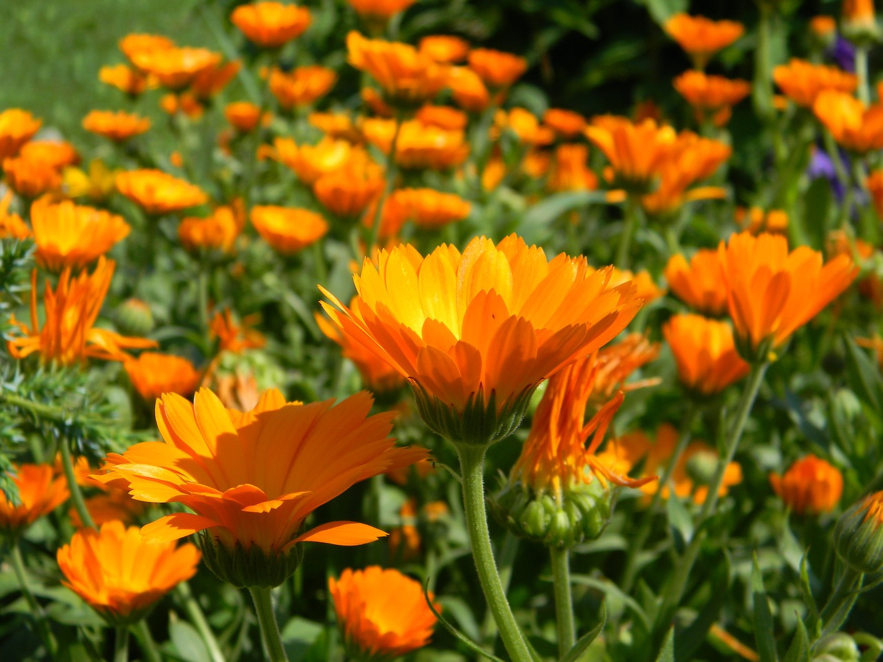 calendula flower bloom free photo