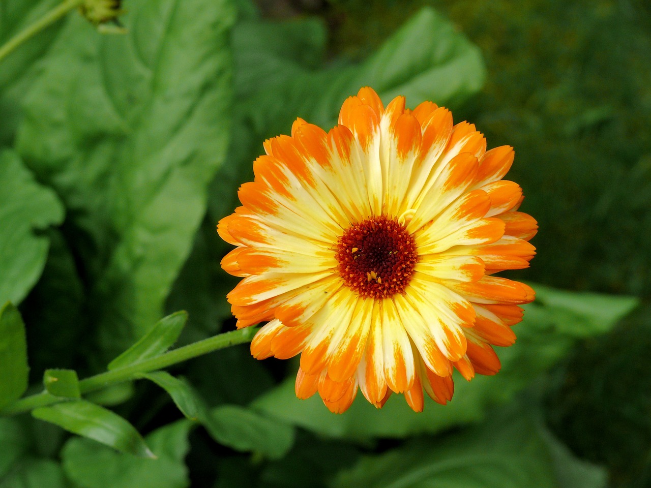 calendula plant bloom free photo