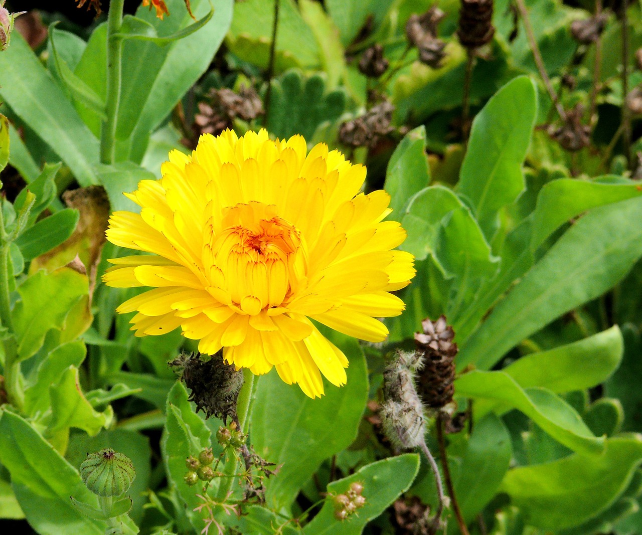 calendula flower yellow free photo