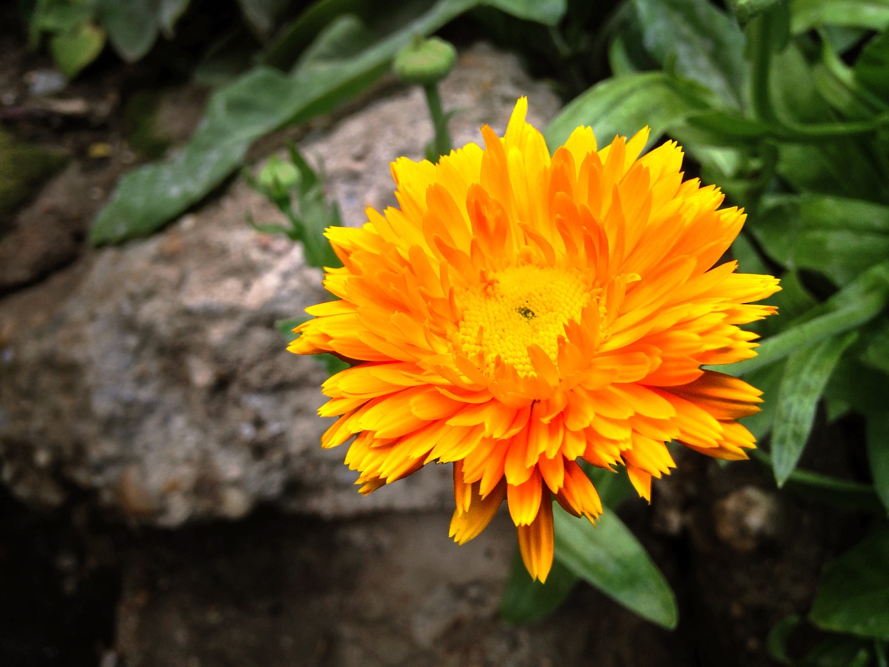 calendula officinalis  pot  medicinal free photo