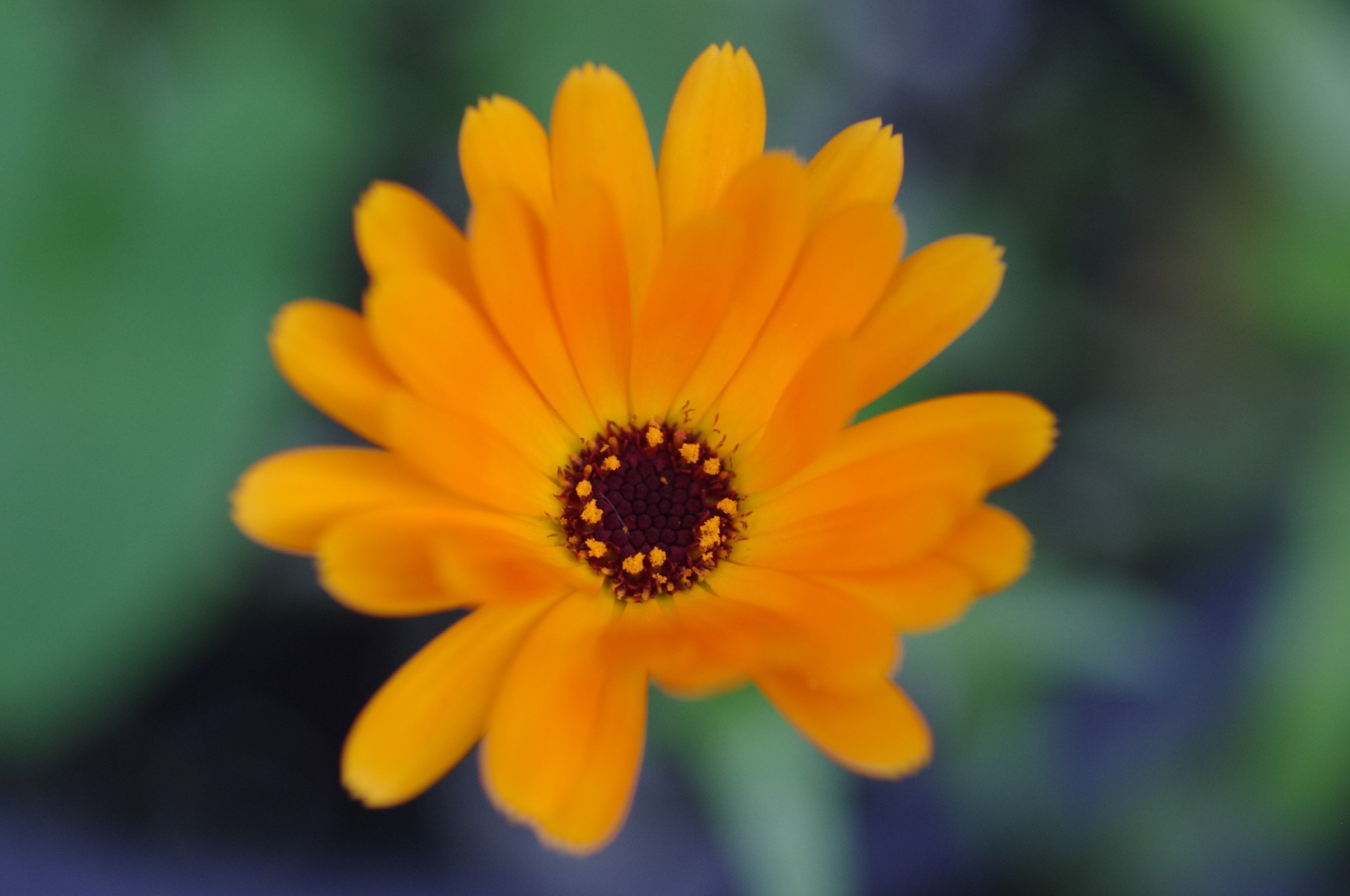 calendula officinalis marigold free photo