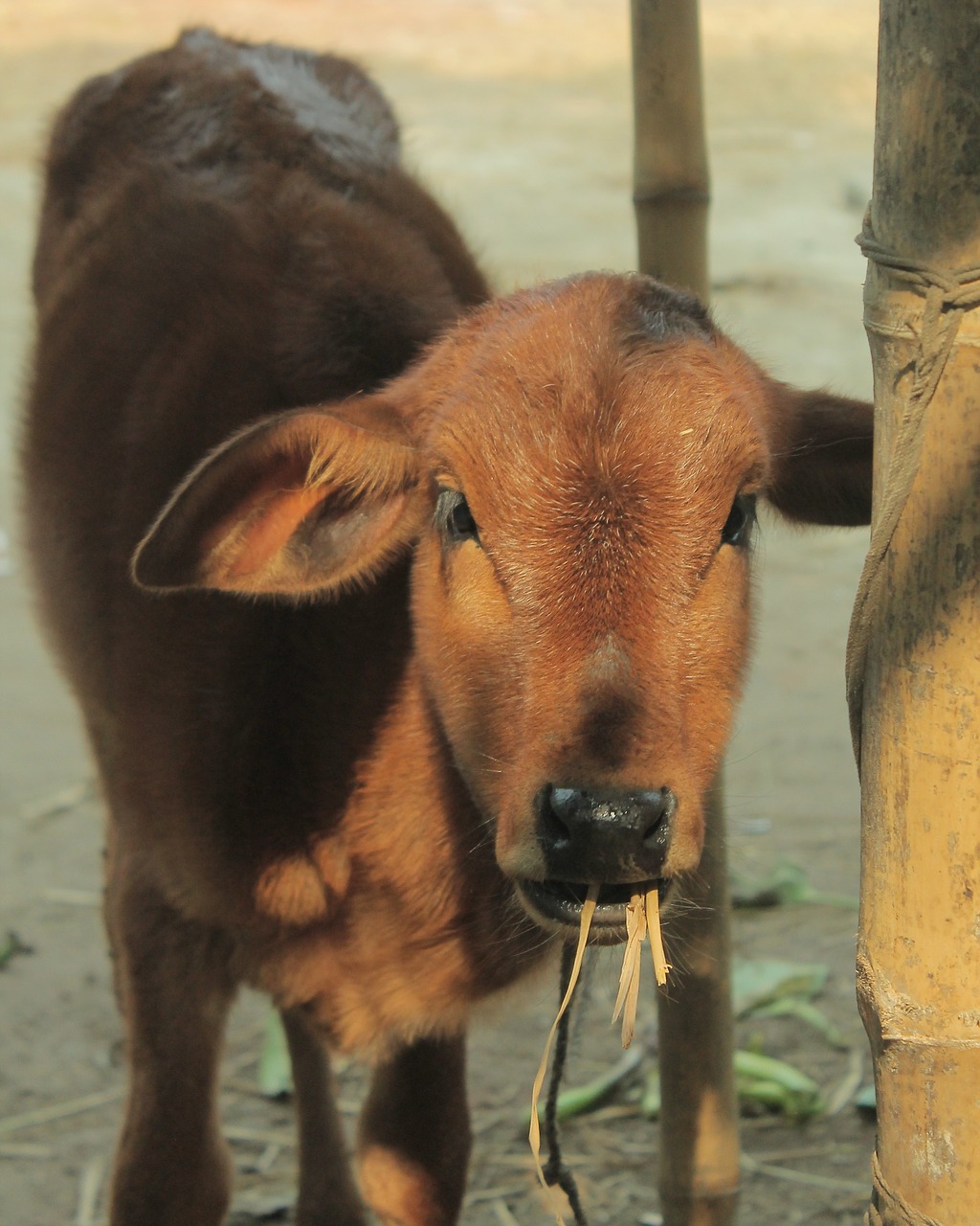 calf calf eating morning free photo