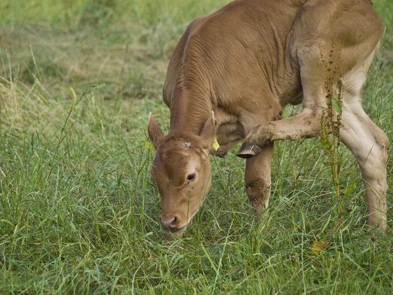 calf beef cow free photo