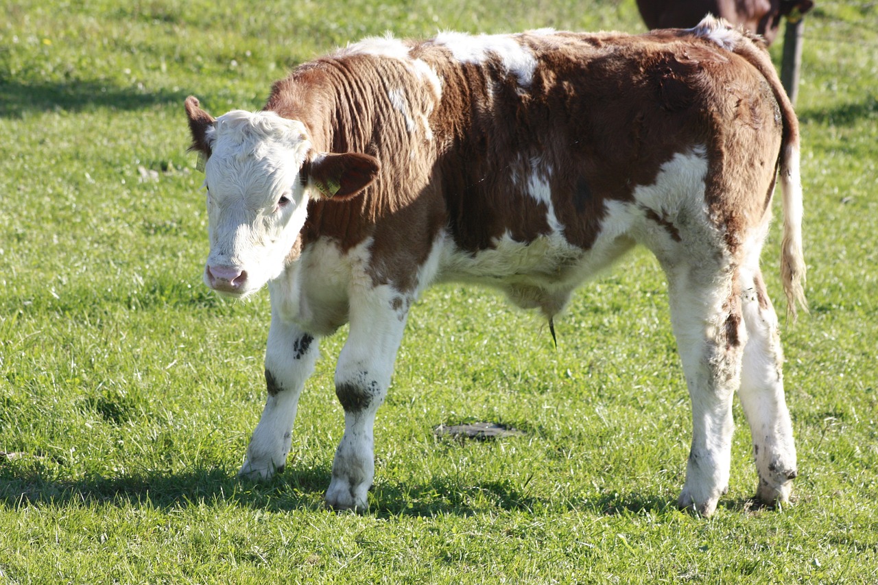 calf cow pasture free photo