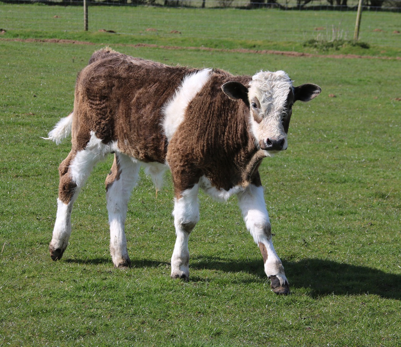 calf farm grass free photo