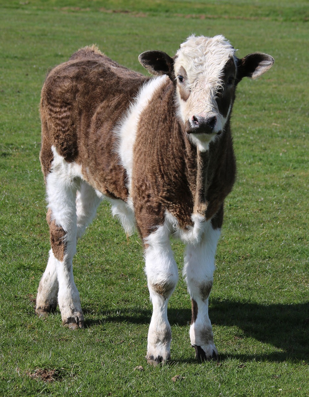 calf farm grass free photo