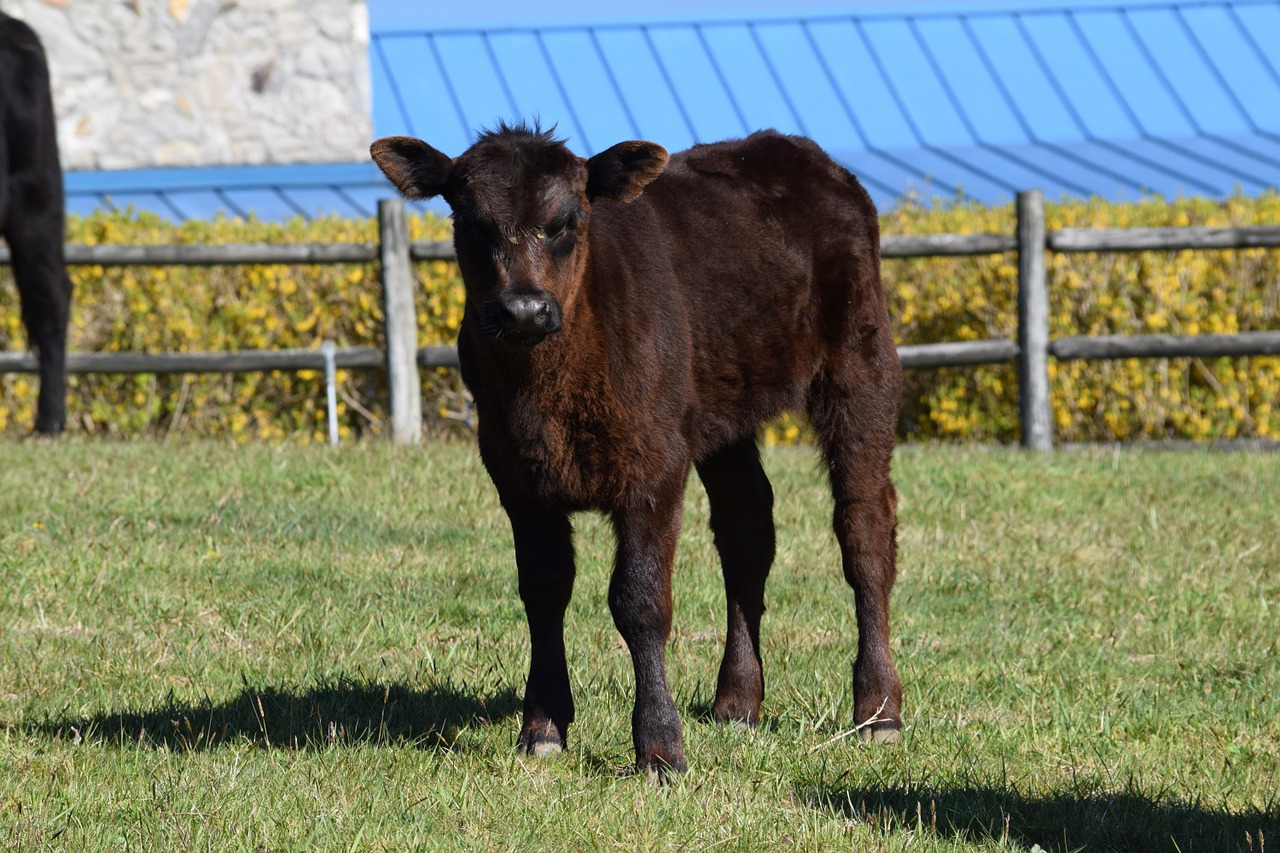 calf cow farm free photo