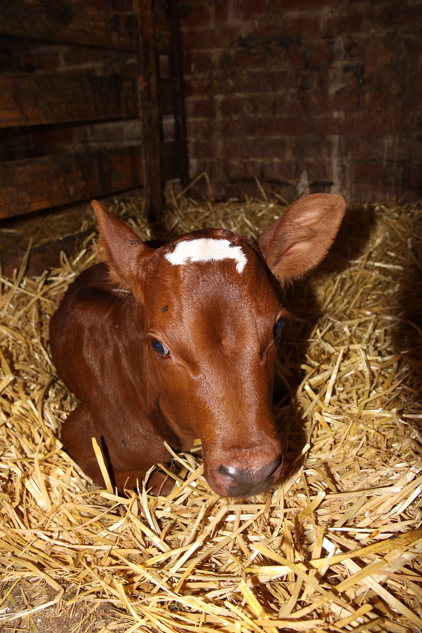 calf red stained agriculture free photo