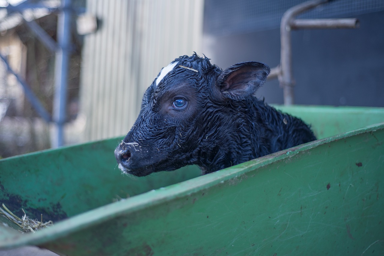 calf cow young free photo