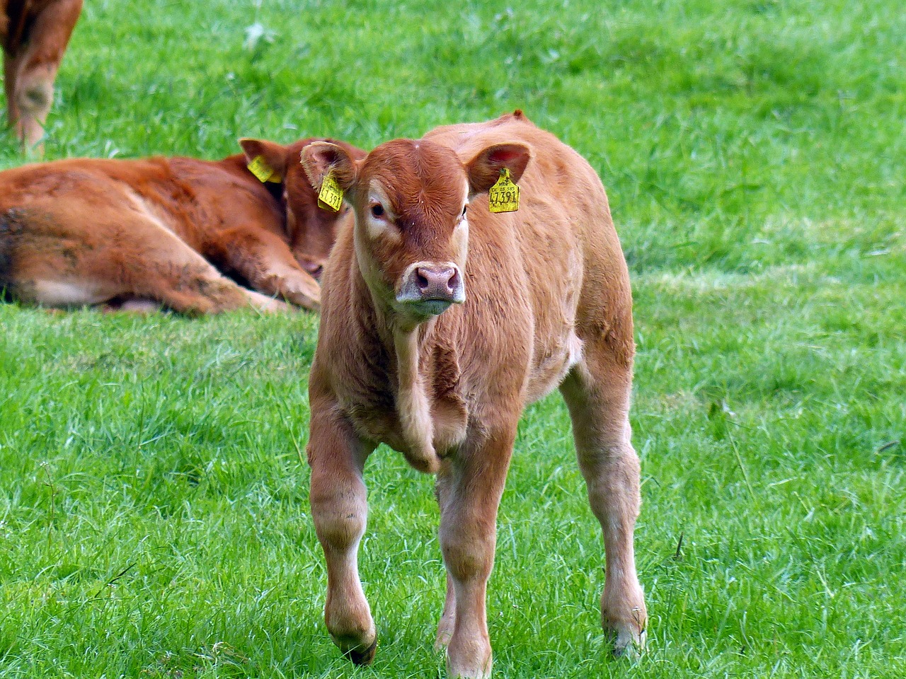 calf beef young calf free photo