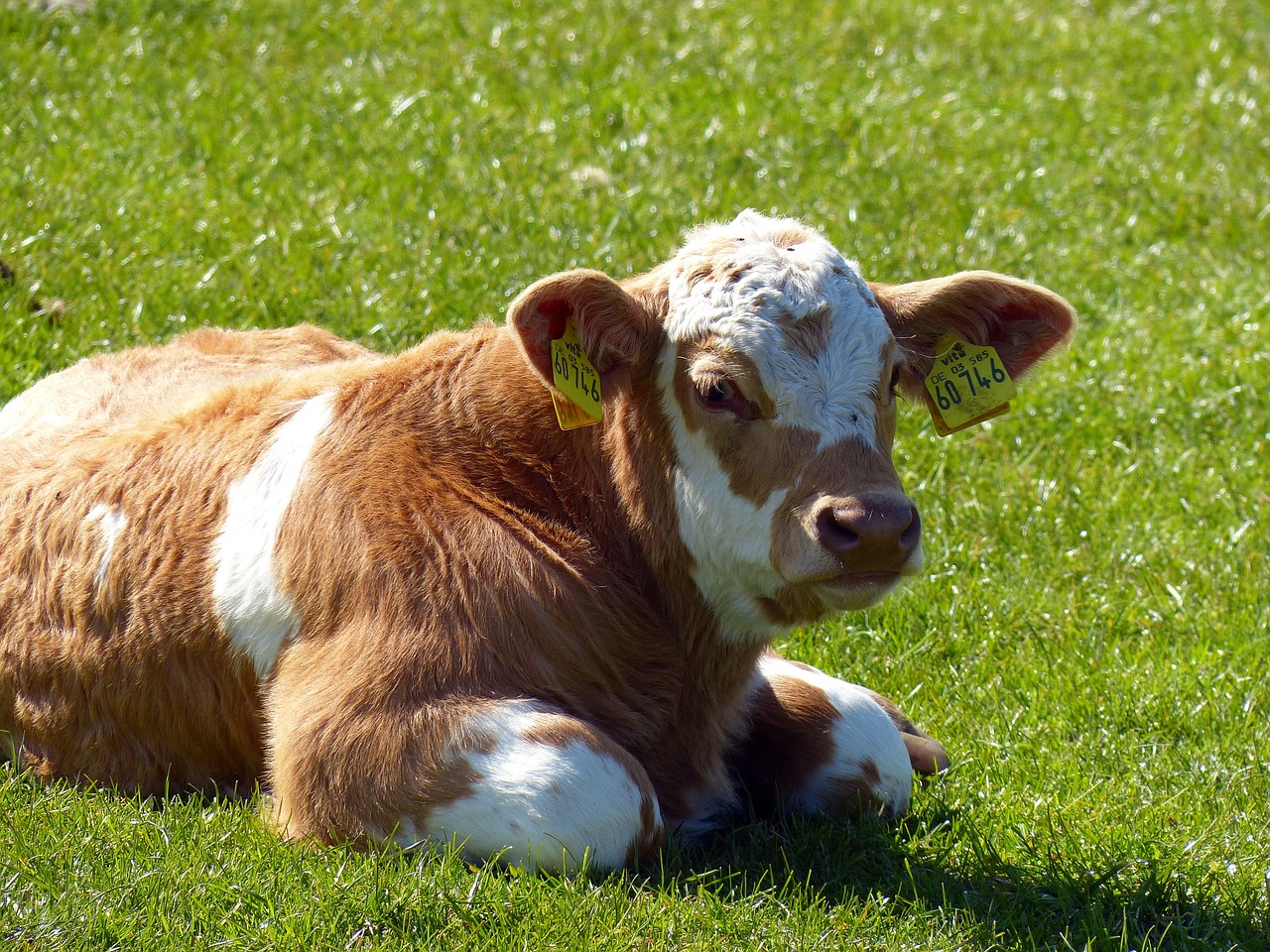 calf beef agriculture free photo