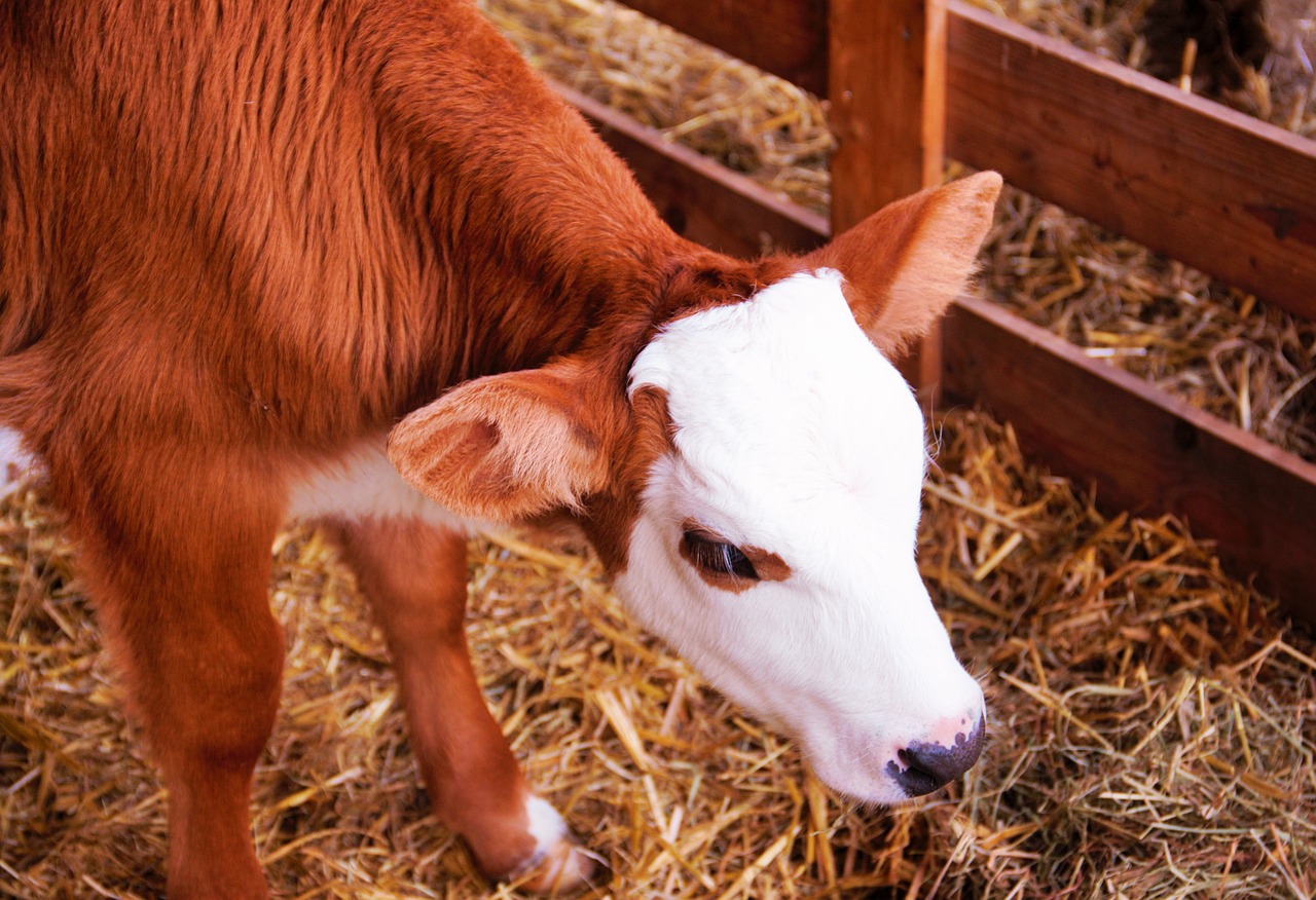 calf baby cow free photo